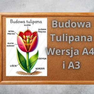 Budowa tulipana plansza edukacyjna